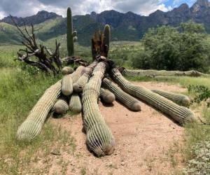 El cactus Saguaro puede alcanzar más de 10 metros de altura.