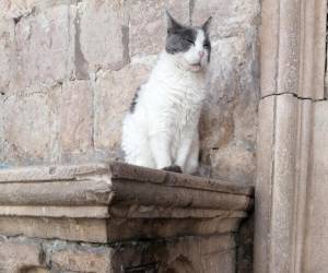 Anastasia, como muchos otros gatos callejeros de Dubrovnik, es una atracción turística en la ciudad medieval donde pasa sus días frente al Palacio del Rector del siglo XIV.