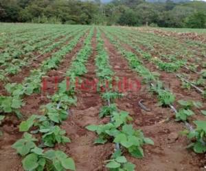 En el marco del Plan de Seguridad Alimentaria se ordenó al INA, la SAG y el Instituto de la Propiedad (IP) identificarán las tierras ociosas para ponerlas a trabajar en la siembra masiva de granos básicos, hortalizas al igual que frutas.