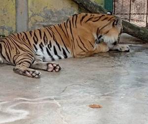 Los empleados confirman esta decisión, que dejaría solo dos ejemplares de cada especie. Se seleccionarán según criterios como la edad y el estado de salud.