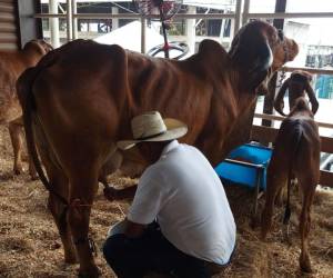 La mejora genética del ganado asegura una mejor calidad en la producción de leche y de carne.