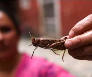 En Guatemala y Nicaragua ya se han detectado brotes de la plaga. Foto AFP