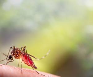 Uno de los métodos más eficaces para prevenir y controlar la transmisión del dengue consiste en luchar directamente contra los mosquitos vectores. Haga su parte y tome medidas desde casa.