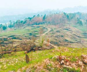 Los descombros de áreas boscosas con fines agrícolas han acabado con unas 30 mil hectáreas de bosque, estiman autoridades.