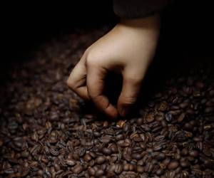 El 1 de octubre es el día internacional del café y la caficultura y se marca el inicio de la cosecha de este producto en Honduras, mes que en el 2023 apenas se exportaron 32,405.15 sacos.