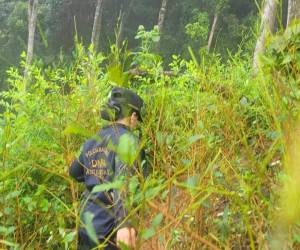 La Policía Nacional, a través de la Dirección Nacional Policial Antidrogas (DNPA), localizó y aseguró una plantación de aproximadamente 45,000 arbustos de supuesta hoja de coca en una zona montañosa del Parque Nacional Pico Bonito, en el departamento de Atlántida.