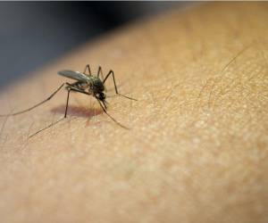 La fiebre Oropuche es transmitida por la picadura de mosquitos.