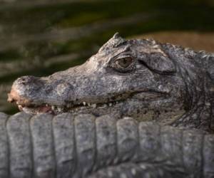 El animal de poco más de dos metros arrastró a un niño cuando se encontraba caminando a la orilla de la playa. Foto: AFP