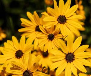 Cada 21 de septiembre entre amigos, parejas y familiares se regalan flores amarillas.