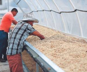 La meta exportable de café para esta cosecha es de 7.2 millones de sacos, de los que hay un progreso de 6.8 millones a agosto.