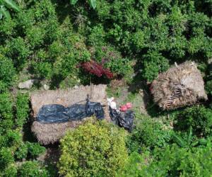 La zona núcleo del Parque Nacional Pico Bonito se está convirtiendo en el refugio de narcotraficantes para producir droga.