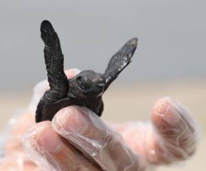 Esta tortuguita golfina fue liberada en la playa El Venado, en el municipio de Marcovia, Choluteca. Protegida en el Centro Regional de Información Científica y Conservación de la Tortuga Golfina,