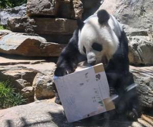 Fu Ni, el panda gigante, un atractivo en el Zoológico de Adelaida, Australia, llama la atención al jugar con una caja, como si se despidiera de sus fanáticos que realizan las últimas visitas antes de volverlos a China.