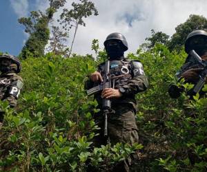 Detectar estas plantaciones de drogas en Honduras implica el desplazamiento de un buen número de efectivos para una operación exitosa.