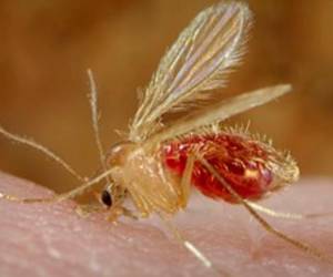 La población debe estar alerta para prevenir la picada del mosquito transmisor de la enfermedad