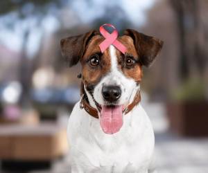 No esterilizarlas o hacerlo de manera tardía incrementa el riesgo de que desarrollen esta enfermedad.