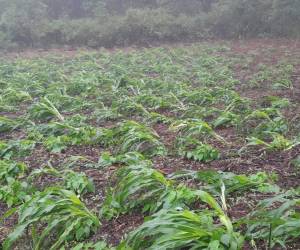 Las lluvias han provocado que en muchas zonas los productores de granos básicos no puedan comenzar a sembrar sus cultivos.