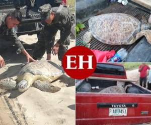 Después de ser rescatada de la paila de un carro que conducía un hombre en Colón, costa norte de Honduras, una tortuga carey fue liberada en su hábitat. Foto: EL HERALDO