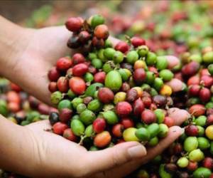 En el occidente de Honduras está el municipio que más café exportó, pero Santa Bárbara se llevó el premio del mejor café del país.