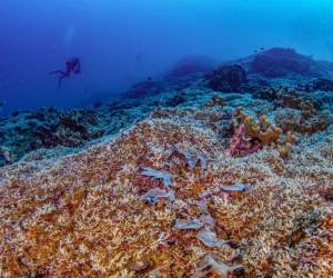 Este es el coral más grande del mundo. Una expedición de científicos, incluidos algunos españoles, ha descubierto esta maravilla natural, en las aguas del Pacífico Sur, en las Islas Salomón.