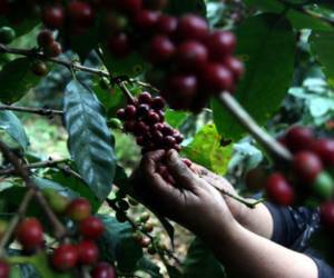 Los cafetaleros afirman que la mano de obra para el corte del grano sigue siendo limitada.