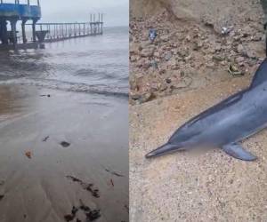 El delfín apareció muerto en la playa de Trujillo, Colón, en pleno desarrollo de la tormenta Sara.