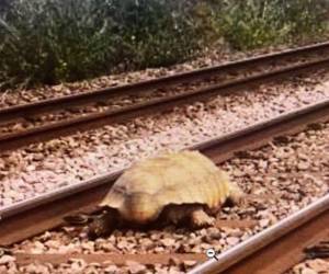 La línea ferroviaria reabrió horas más tarde.