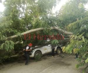 Afortunadamente ninguno de los conductores resultó con golpes a pensar del tamaño del árbol. (Foto: El Heraldo Honduras)