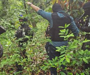 Los grupos criminales han traído expertos en cultivo de platas de hojas de coca para producir la droga entre Honduras, Guatemala y México.