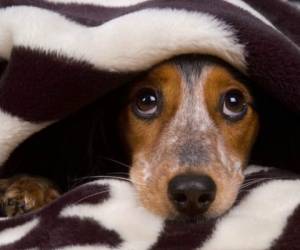 Los perros durante estas fechas pasan estresados y con asiedad por el ruido provocado por los cohetes. Foto: Zoorprendente