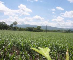 Hombres y mujeres llegan armados y amenazan a quienes están trabajando las tierras para decirles que dentro de poco las ocuparán.