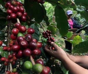 Cholulteca es el departamento con la más baja productividad, con 8.84 manzanas, en promedio. Del mapa del café se excluyen Valle, Islas de la Bahía y Gracias a Dios.