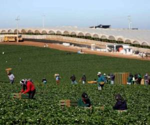 En el rubro obrero y agrícola las empresas deben de cumplir con las normas federales y estatales de seguridad y sanidad si proporcionan vivienda para trabajadores migrantes.