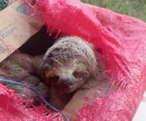 Cinco osos perezosos, entre ellos una pequeña cría, fueron rescatados en las últimas horas cuando sus captores pretendían transportarlos hacia Roatán luego de haberlos extraído de La Mosquitia. Una persona fue detenida por este delito.