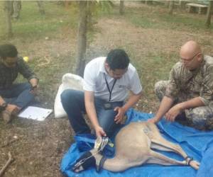 Los venados fueron sedados para ser llevados hasta el Centro Biológico Zacate Grande, en la zona sur de Honduras.