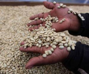 Las exportaciones de café hondureño a Japón disminuyeron 104,718 sacos respecto al ciclo anterior y pasó a ocupar la novena posición de los destinos principales.