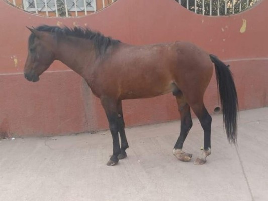 El animal camina por las calles de la colonia Altos de la Sosa de la capital de Honduras.