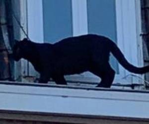 Las autoridades iniciaron una investigación sobre el caso y determinaron que el animal pertenecía a un particular que lo tenía en su casa, de la cual el felino había escapado. Foto BBC