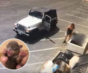 Culwell podría enfrentar cargos por crueldad con los animales. Una cámara de seguridad captó el momento cuando la mujer dejaba los perros en una bolsa en un basurero. FOTO: Captura vídeo