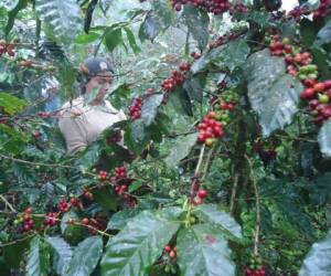 Los productores esperan que este año el precio del café mantenga un promedio de 160 dólares el quintal.