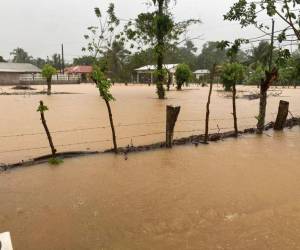 El paso de la tormenta Sara por Honduras provocó desbordamiento de ríos que causaron inundaciones de varios cultivos y pasto para ganado.