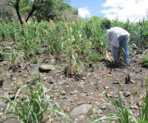 La plaga del pulgón amarillo antes aparecía en el sorgo, pero debido al cambio climático está apareciendo en maíz y frijol. Foto: EL HERALDO