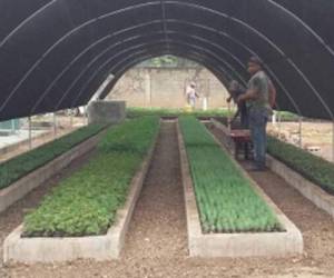 En el vivero de Comayagüela, el ICF mantiene 145,000 árboles para la campaña de reforestación, que está por comenzar.