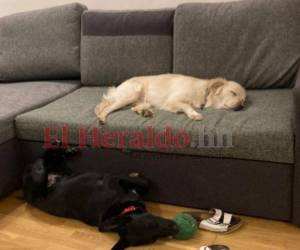 Chapo es el canino negro que duerme plácidamente en el suelo.