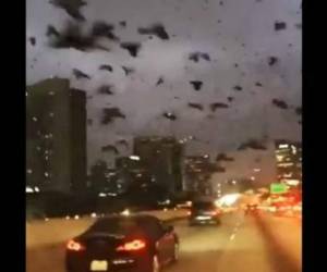 Miles de aves volaban a baja altura y de manera caótica en plena ciudad. Foto Redes