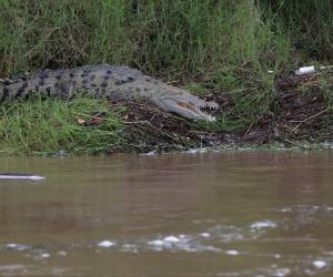 Este fue el reptil captado por el lente de EL HERALDO en el río Goascorán.