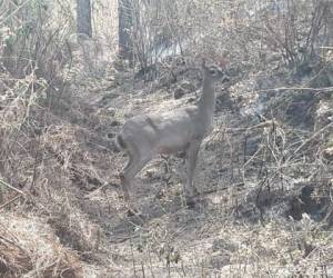 El venado fue captado buscado refugio para escapar de la llamas.