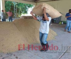 Unas 2,800 manzanas de arroz se cultivan al año en los municipios del Valle de Comayagua.