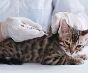 Otros efectos que su felina puede experimentar son letargo, aumento de peso y cambios en el comportamiento son otros síntomas que su minina puede experimentar.