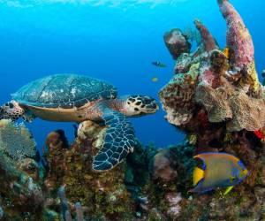 Los arrecifes de coral en Honduras son un tesoro natural que combina la belleza subacuática con la importancia económica y ecológica. Son un destino imperdible para los amantes del mar y la biodiversidad marina.